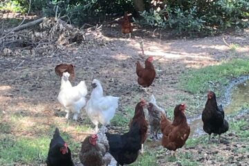 Season-7 flock at stream with Silkies